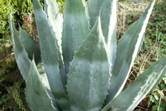 Agave americana