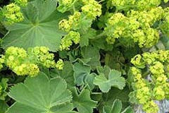 Alchemilla mollis