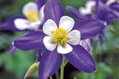 Aquilegia 'Heavenly Blue'