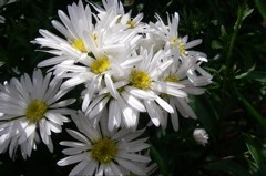 Aster 'Snow White'