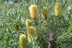 Banksia marginata