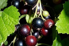 Black currant