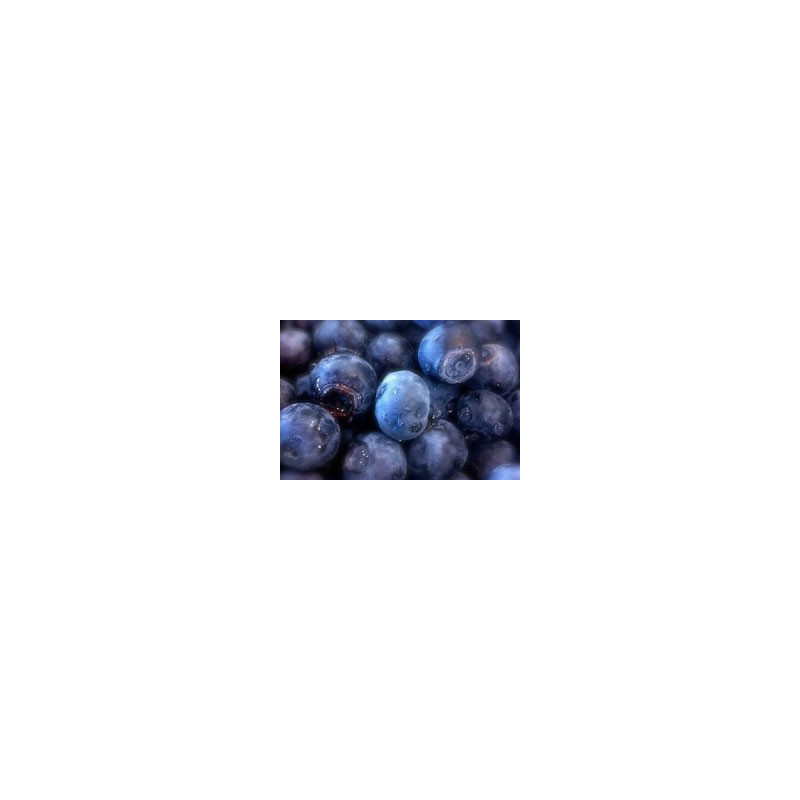Blueberry 'Blue Rose'