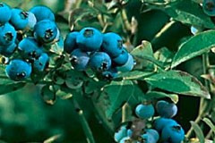 Blueberry 'Denise'