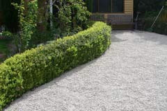 Buxus sempervirens