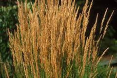 Calamagrostis 'Karl Foerster'