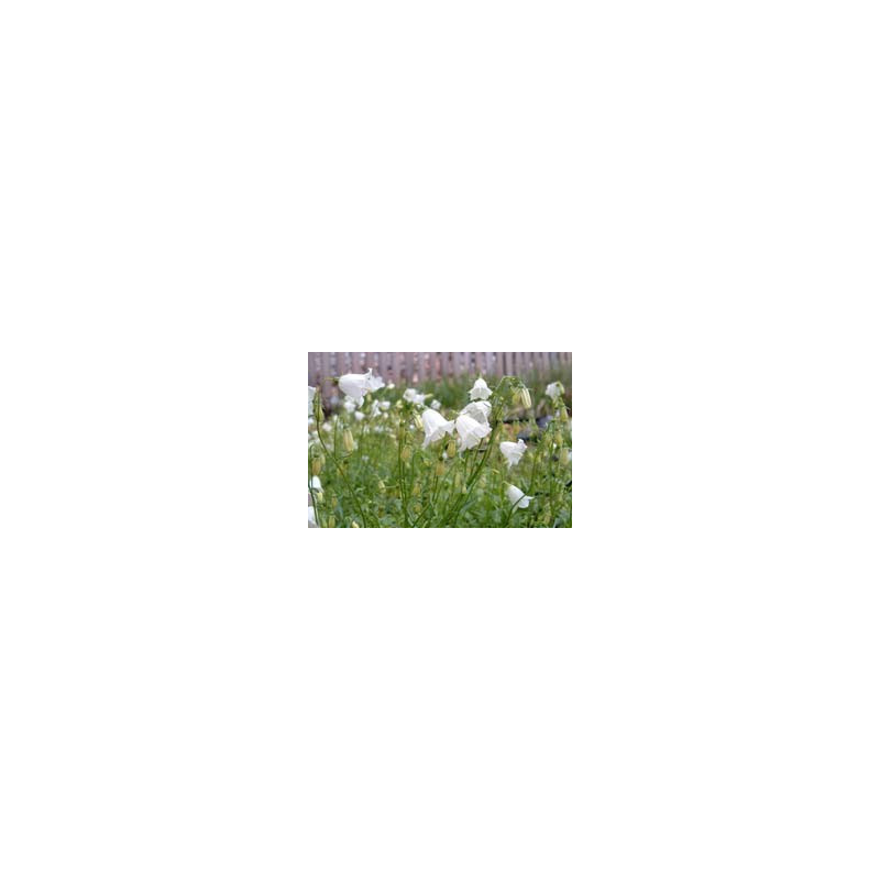 Campanula cochlearifolia 'Bavaria White'