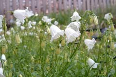 Campanula cochlearifolia 'Bavaria White'