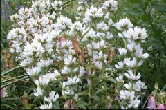 Campanula glomerata 'Crown of Snow'