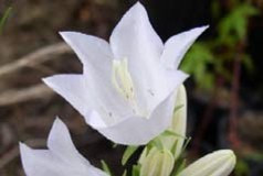 Campanula persicifolia 'Alba'