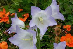 Campanula persicifolia 'Chettle Charm'