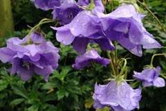 Campanula persicifolia 'Pride of Exmouth'