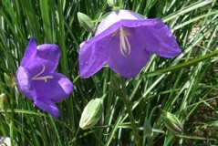 Campanula persicifolia 'Telham Beauty'