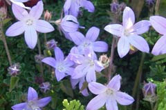 Campanula poscharskyana