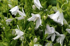 Campanula poscharskyana 'Alba'