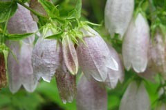 Campanula takesimana alba