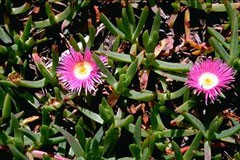 Carpobrotus rossii