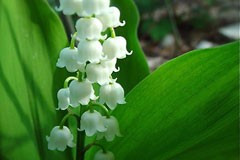 Convallaria majalis