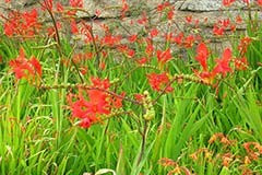 Crocosmia 'Lucifer'