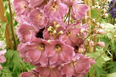 Delphinium 'Astolat'