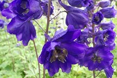 Delphinium 'Black Knight'