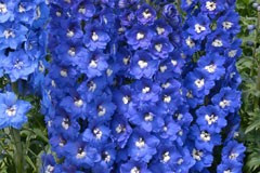 Delphinium 'Blue Bird'