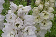 Delphinium 'Galahad'