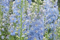 Delphinium 'Summer Skies'