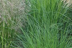 Deschampsia caespitosa