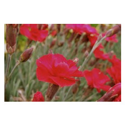 Dianthus 'Clove Pink'