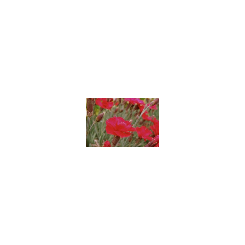 Dianthus 'Clove Pink'