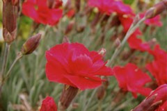 Dianthus 'Clove Pink'