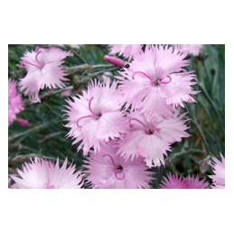 Dianthus 'Rosafeather'