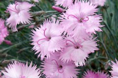 Dianthus 'Rosafeather'