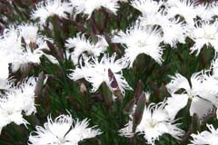 Dianthus arenarius