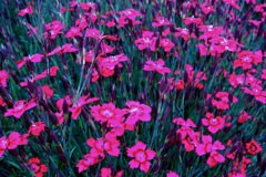 Dianthus deltoides 'Nelli'