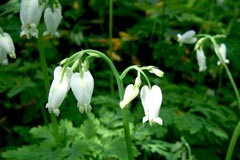 Dicentra formosa 'Alba'