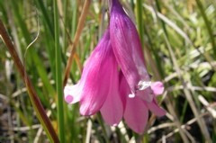 Dierama floriferum