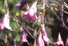 Dierama mossii