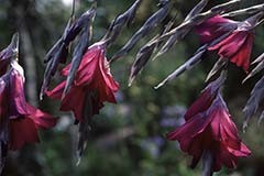 Dierama reynoldsii