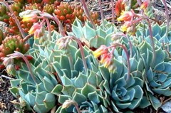 Echeveria secunda