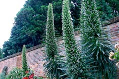 Echium pininana