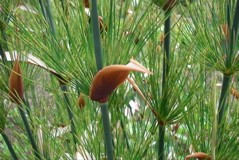 Elegia capensis