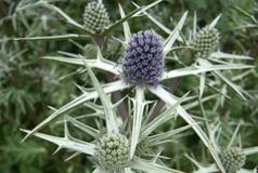 Eryngium variifolium