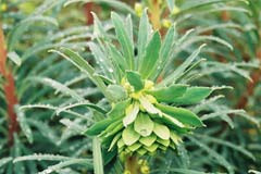 Euphorbia characias ssp. wulfenii