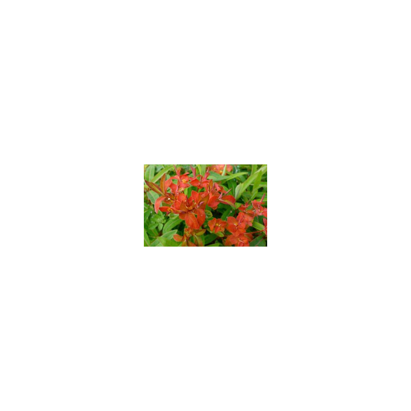 Euphorbia grifithii 'Fireglow'