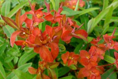 Euphorbia grifithii 'Fireglow'