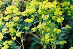 Euphorbia robbiae