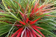 Fascicularia bicolor