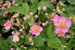 Fragaria 'Pink Panda'